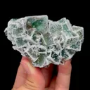 specimen video
