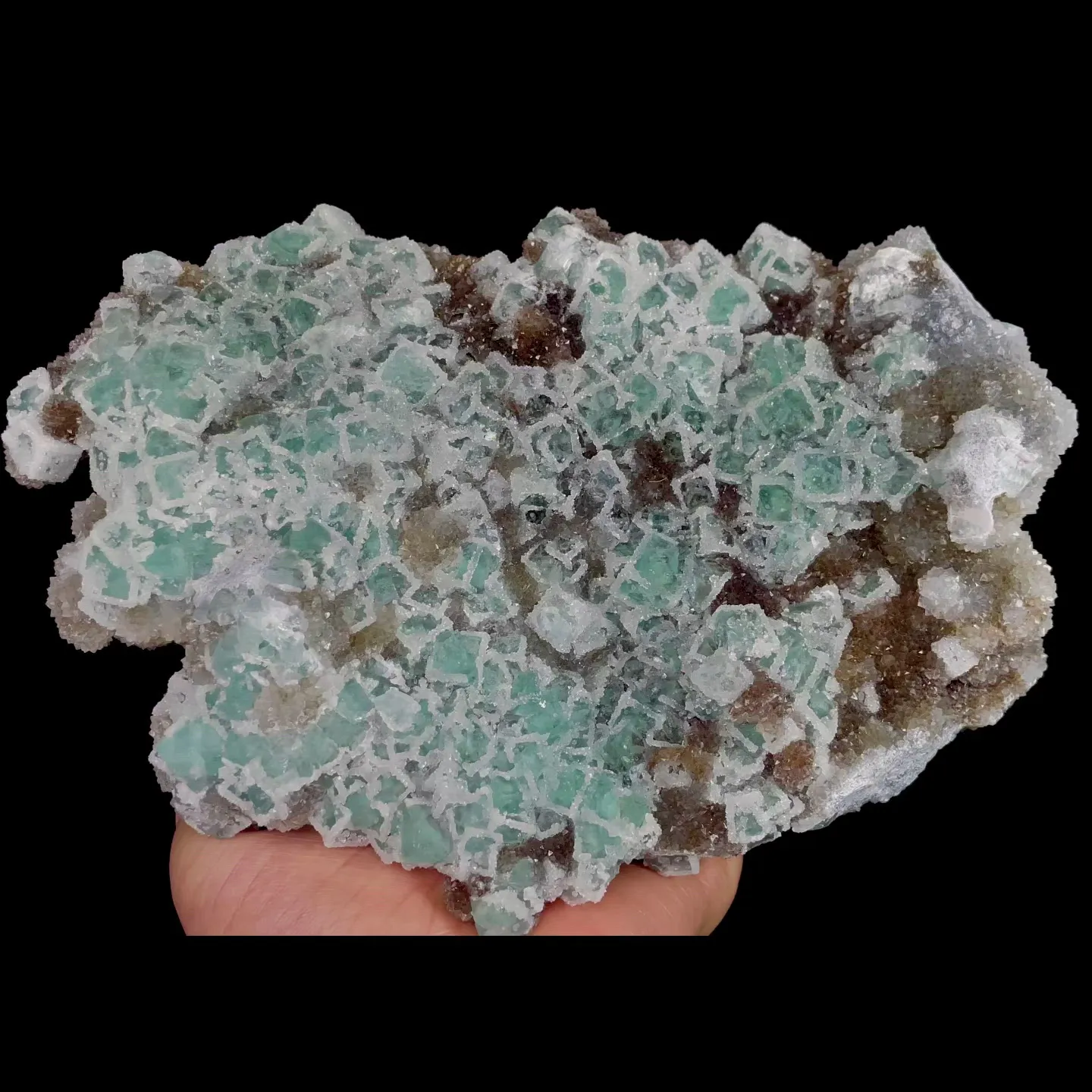 specimen video