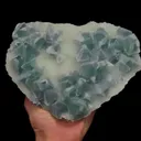 specimen video