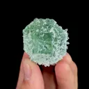 specimen video