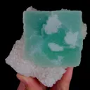 specimen video