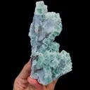 specimen video