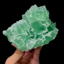 specimen video