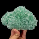specimen video