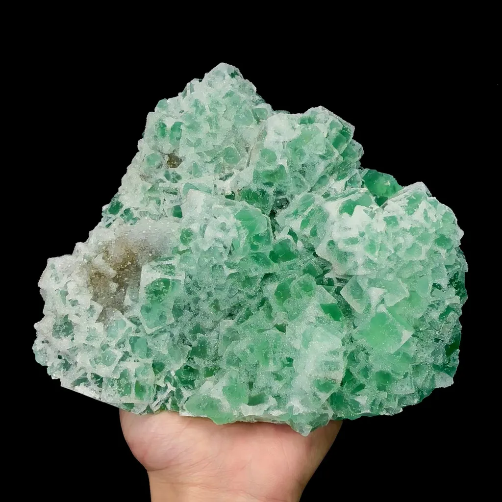 specimen video