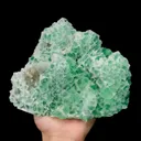 specimen video
