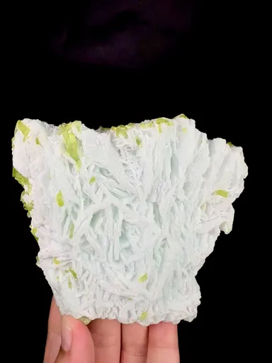 specimen video