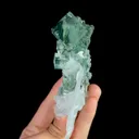 specimen video
