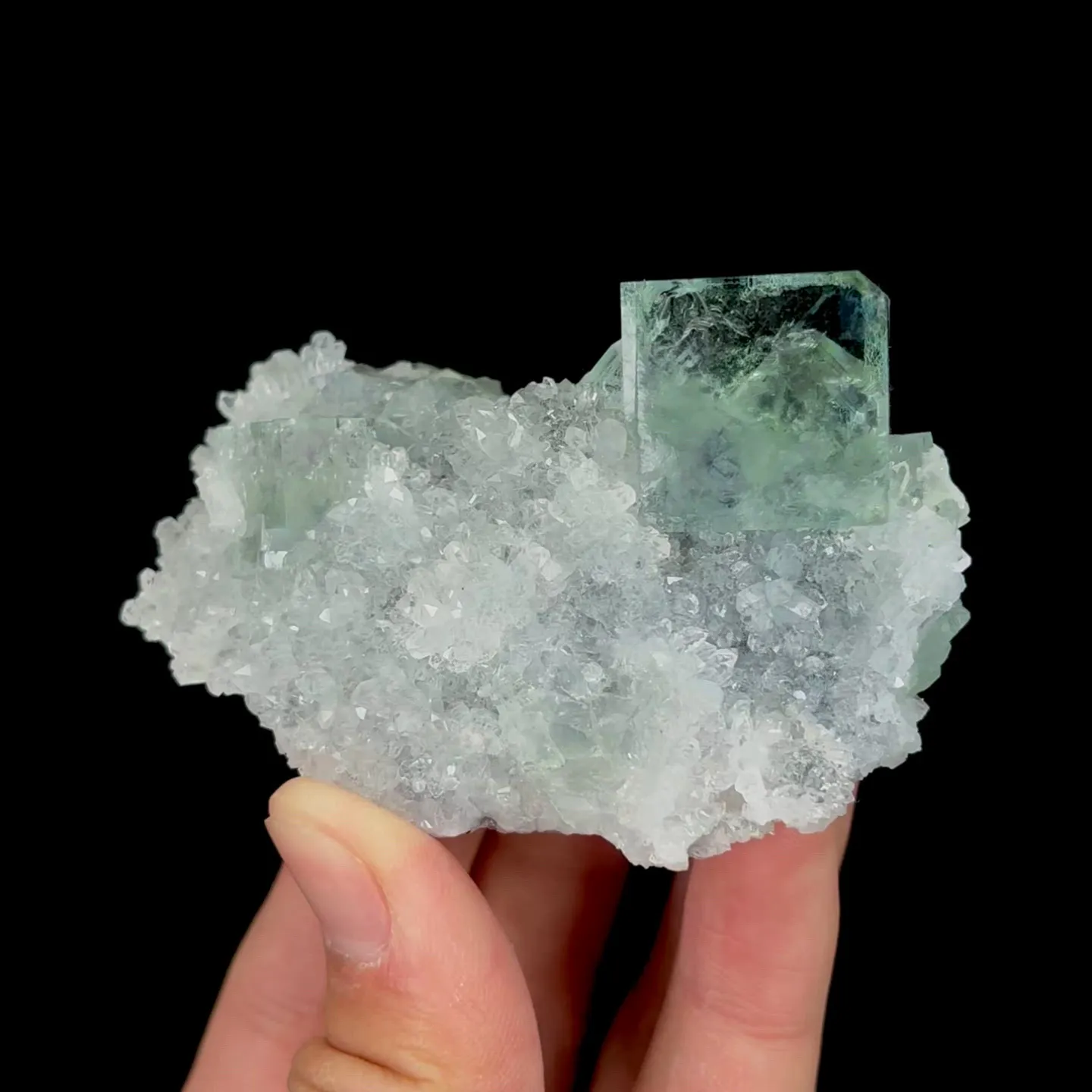 specimen video