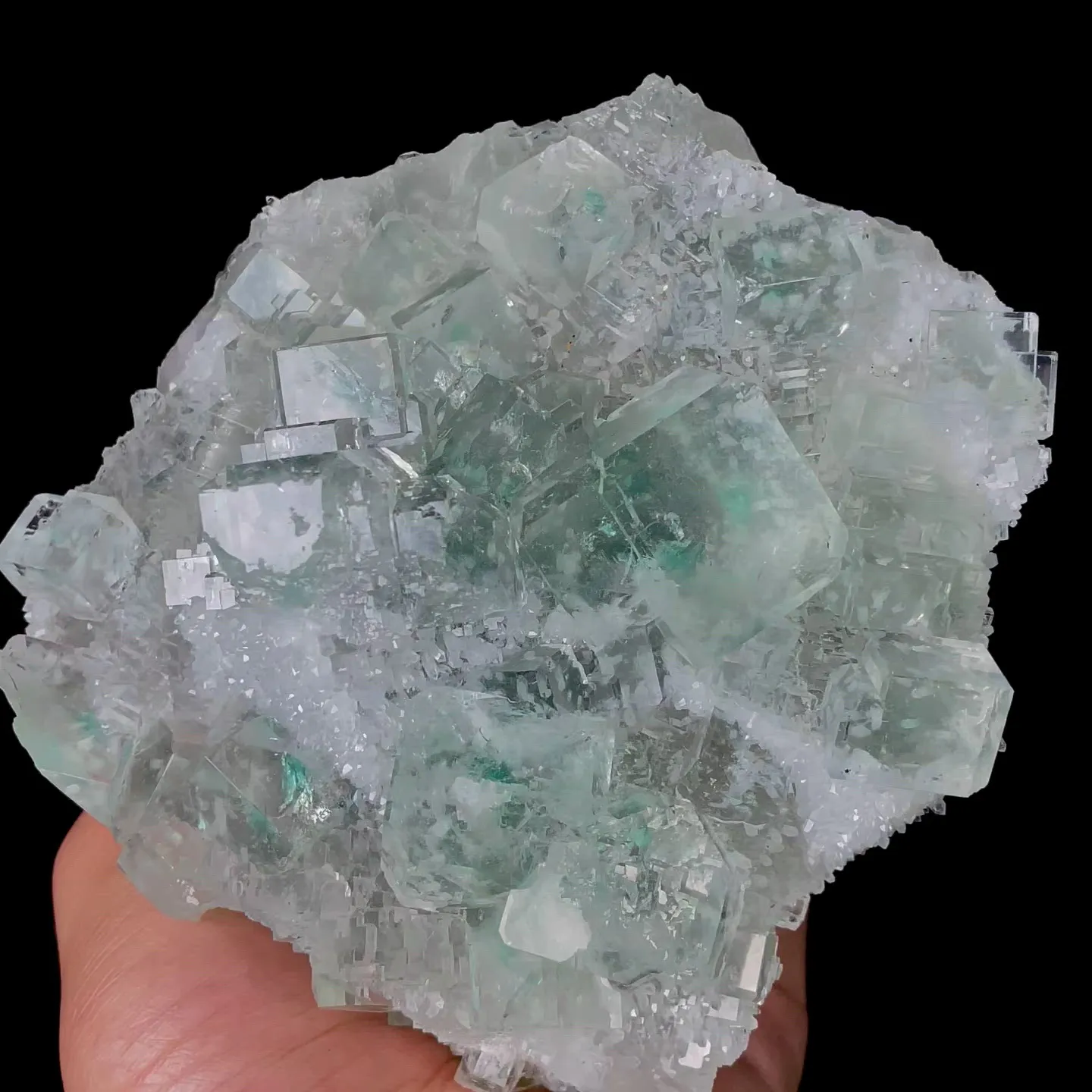 specimen video