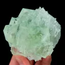 specimen video