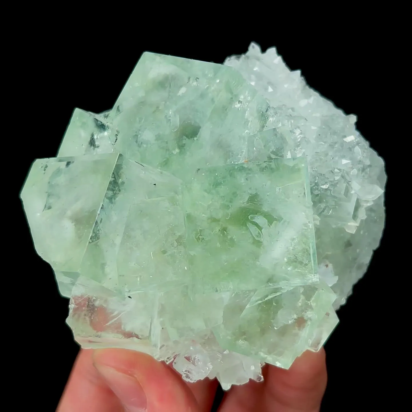 specimen video