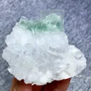 specimen video