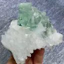 specimen video