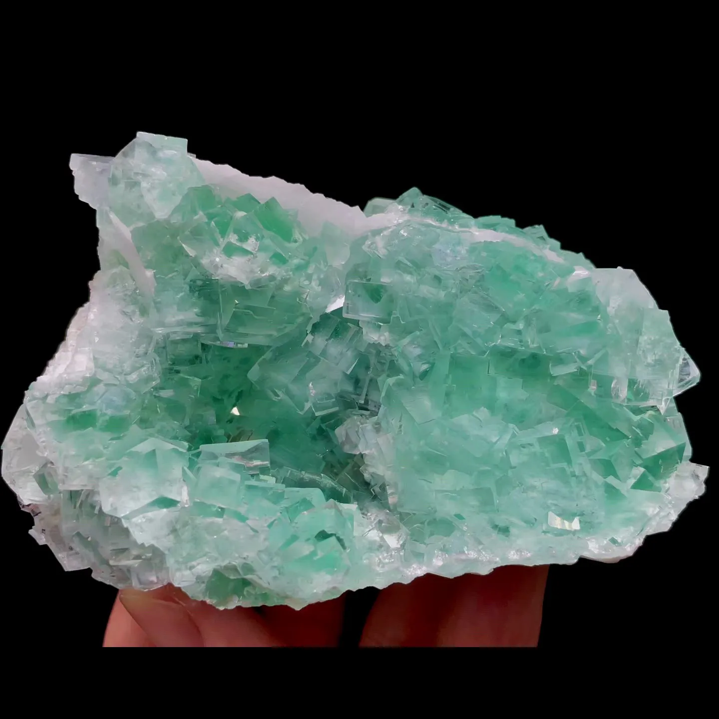 specimen video