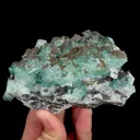 specimen video