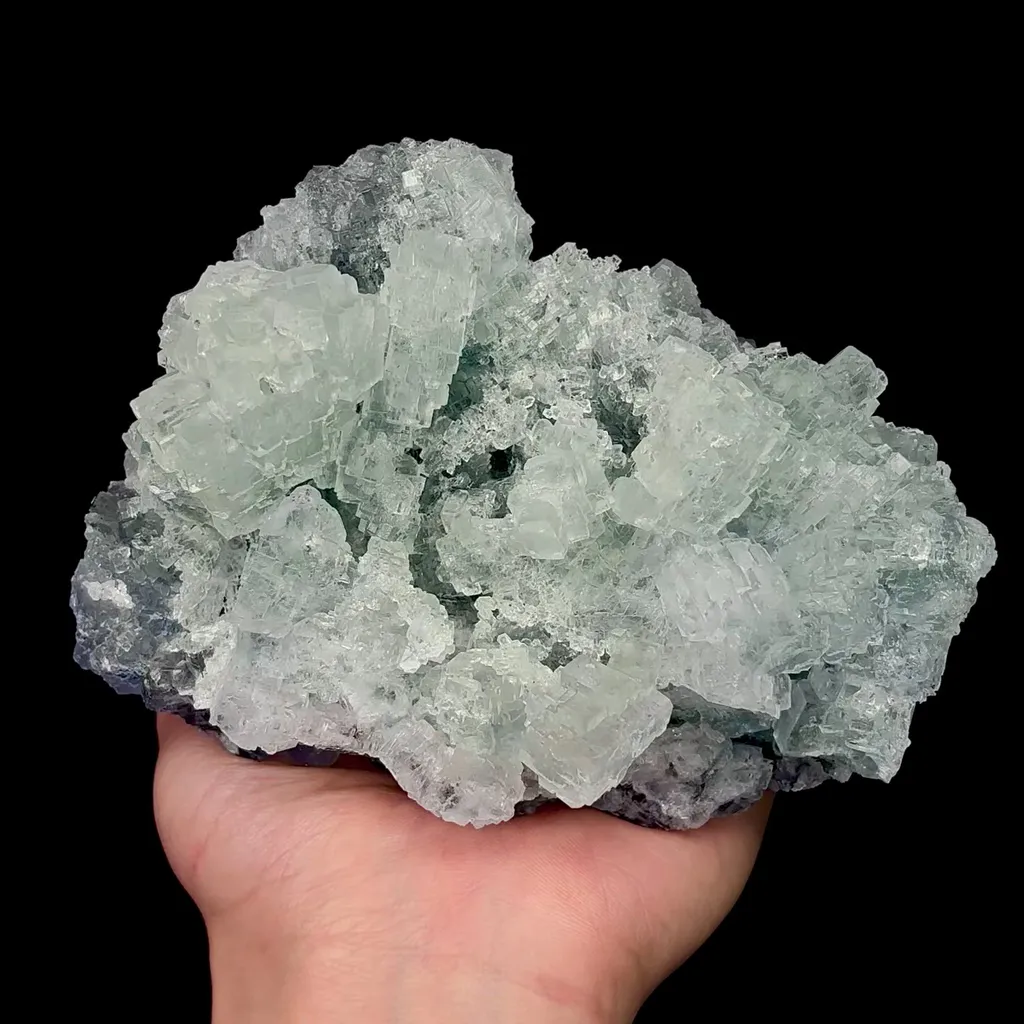 specimen video
