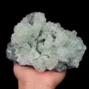 specimen video