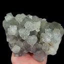 specimen video