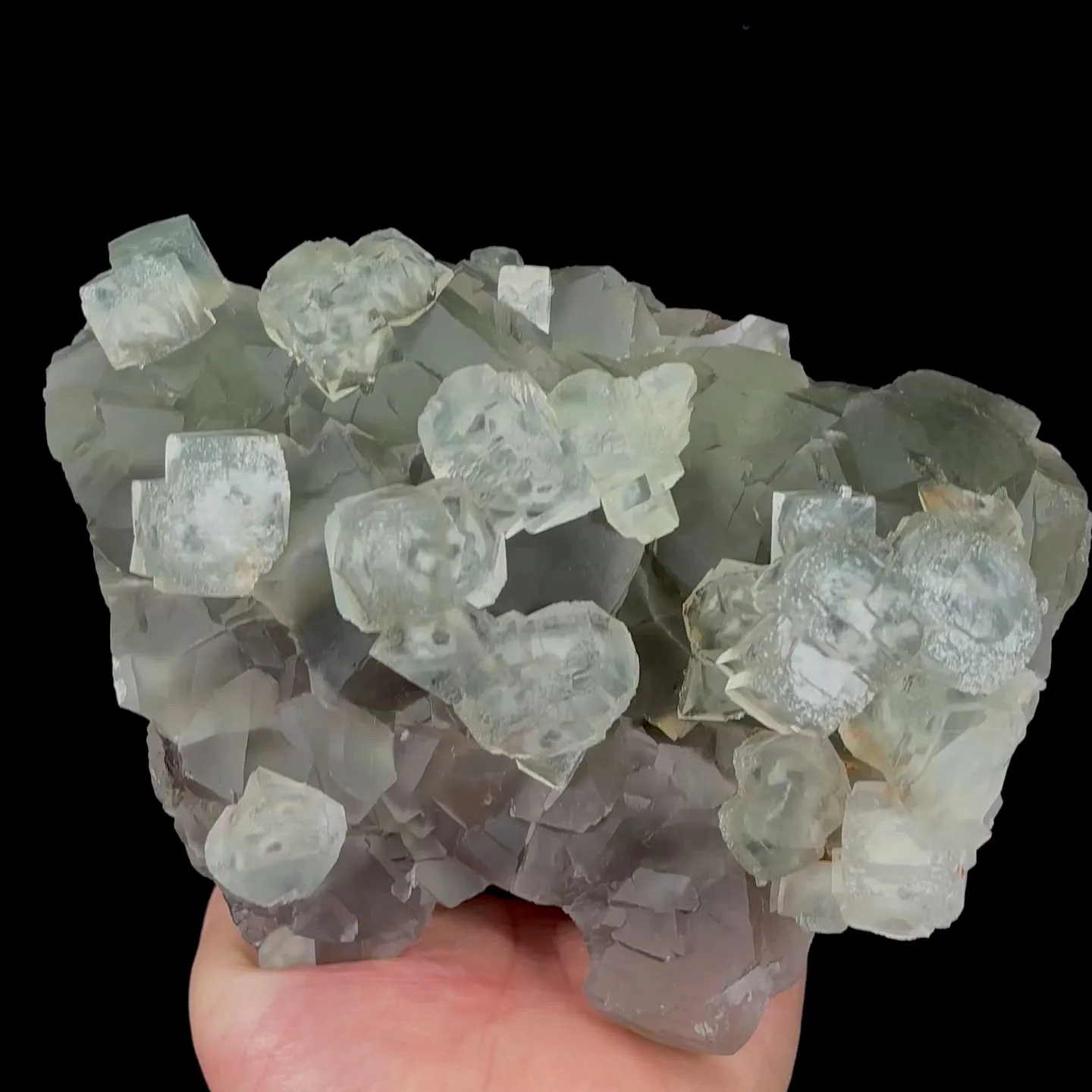 specimen video