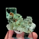 specimen video