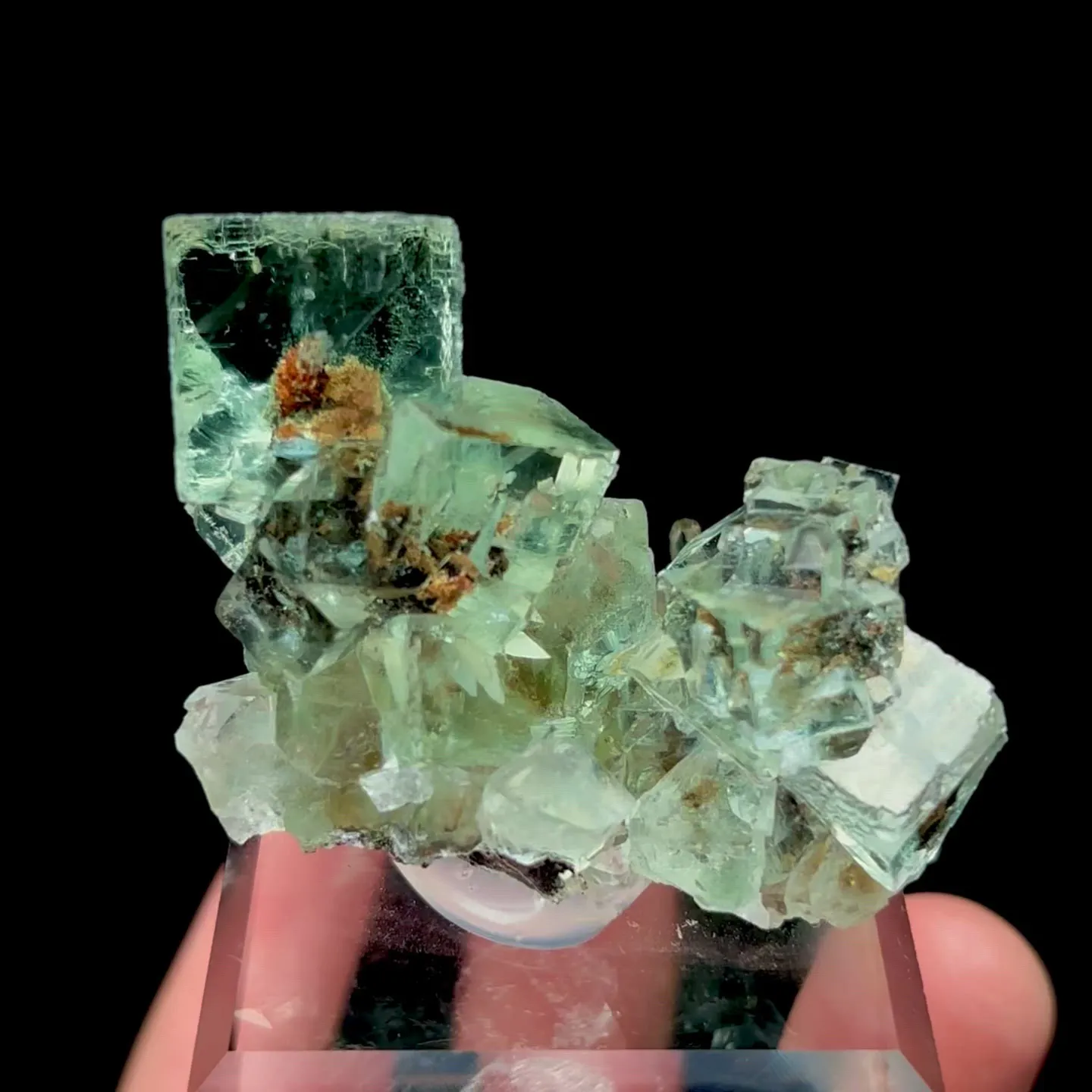 specimen video