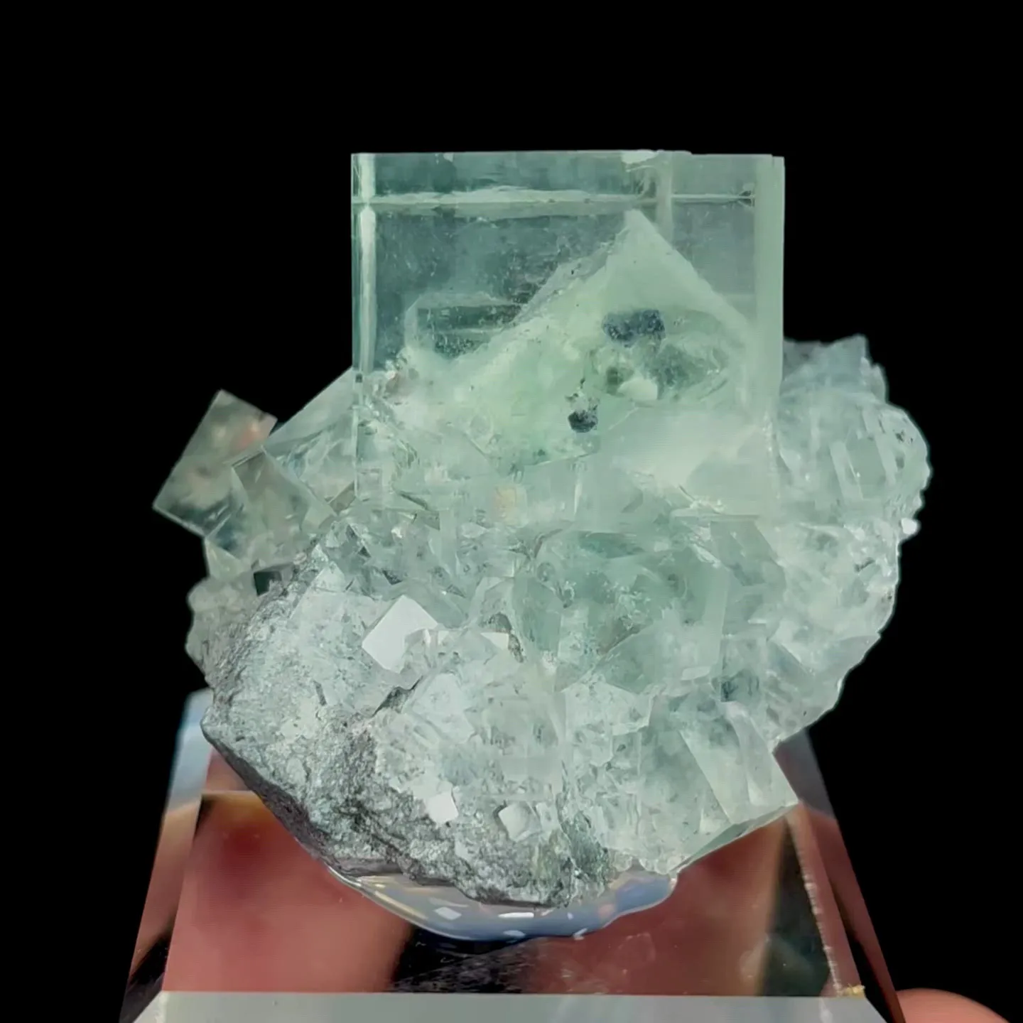 specimen video