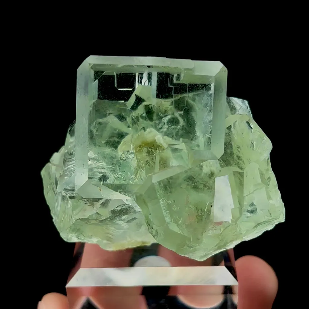 specimen video