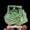 specimen video