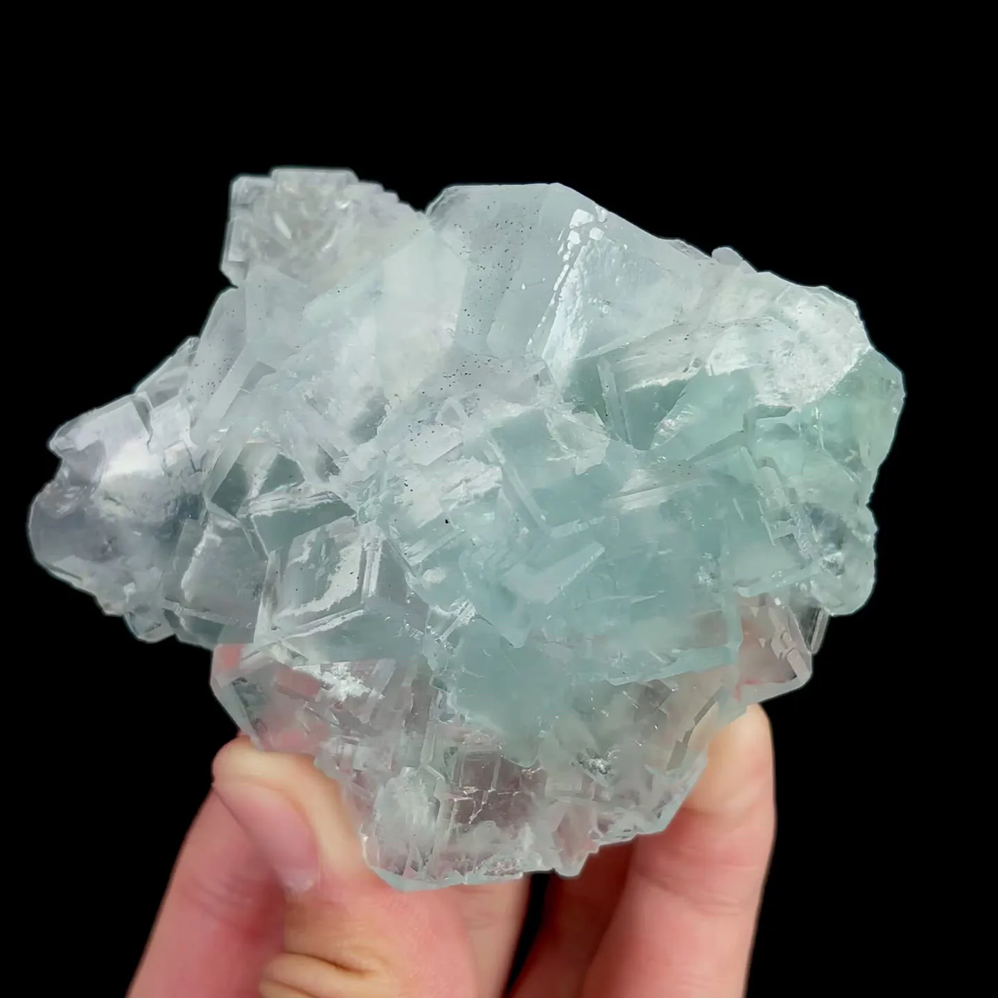 specimen video