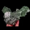 specimen video