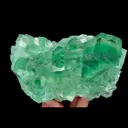 specimen video