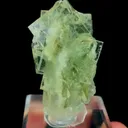 specimen video