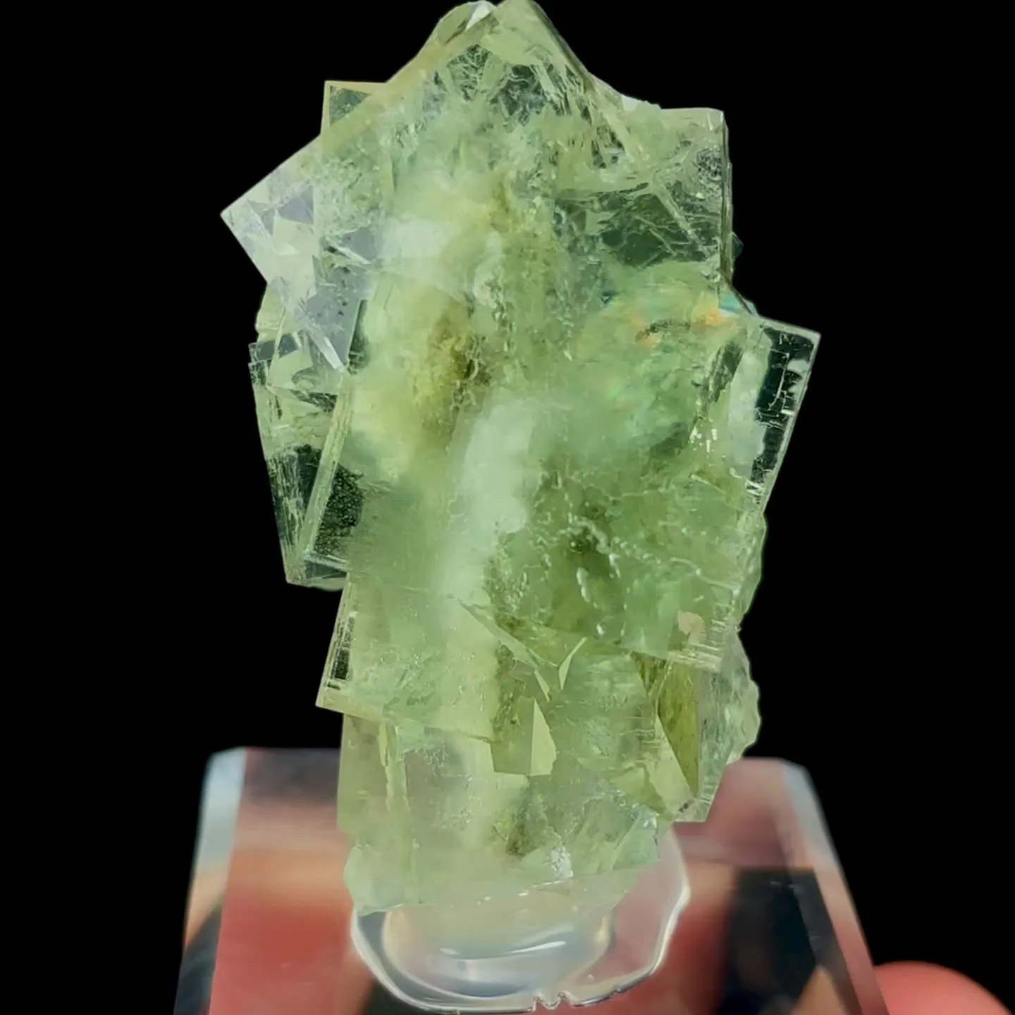 specimen video