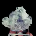 specimen video