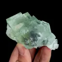 specimen video