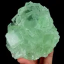 specimen video
