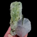 specimen video