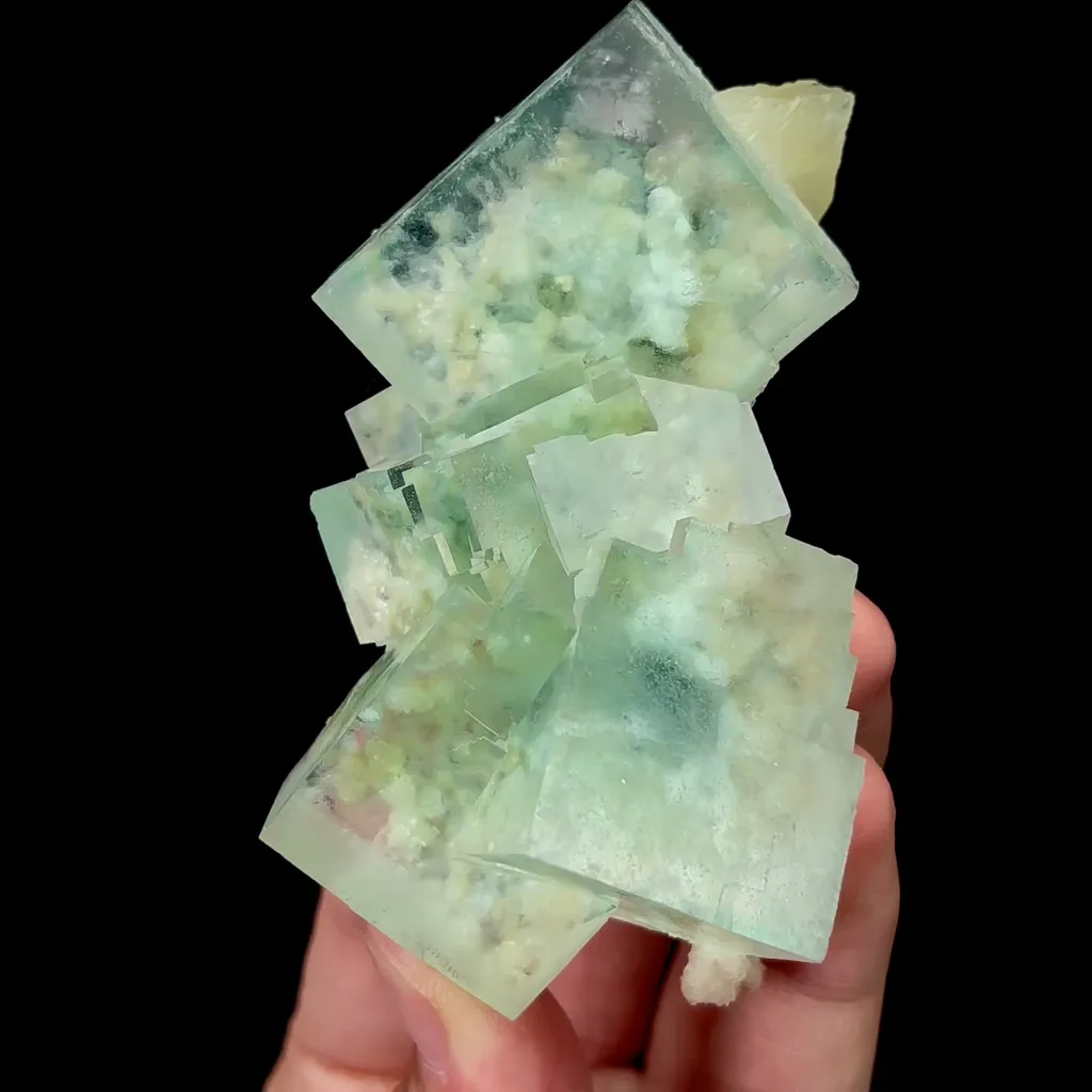 specimen video