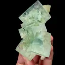 specimen video