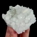 specimen video
