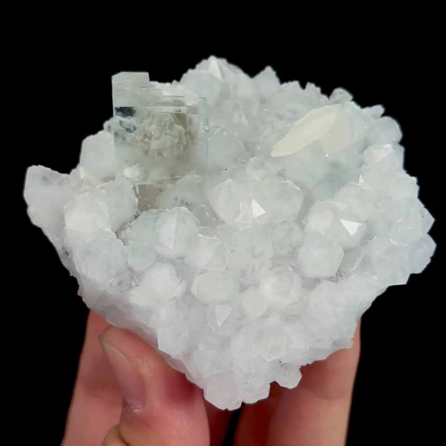 specimen video