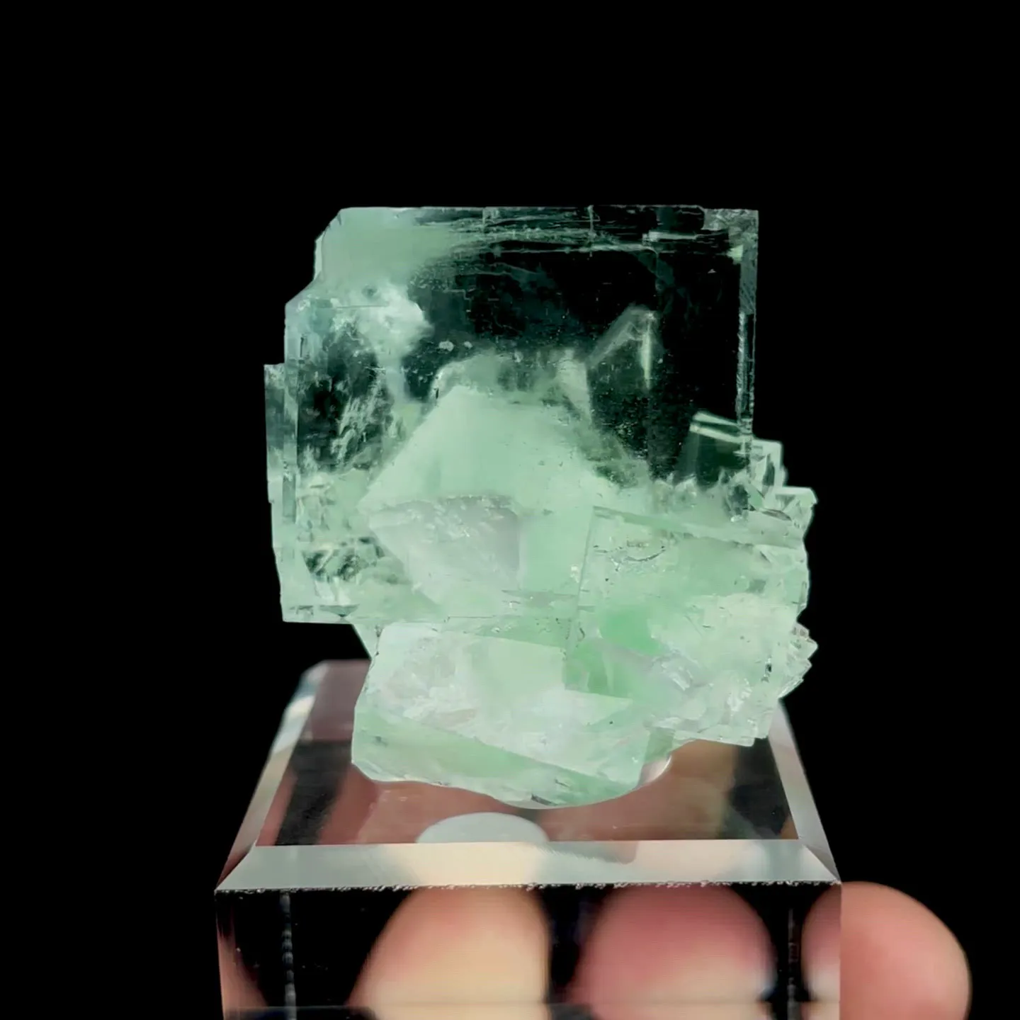 specimen video