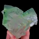 specimen video