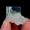 specimen video
