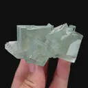 specimen video