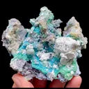 specimen video