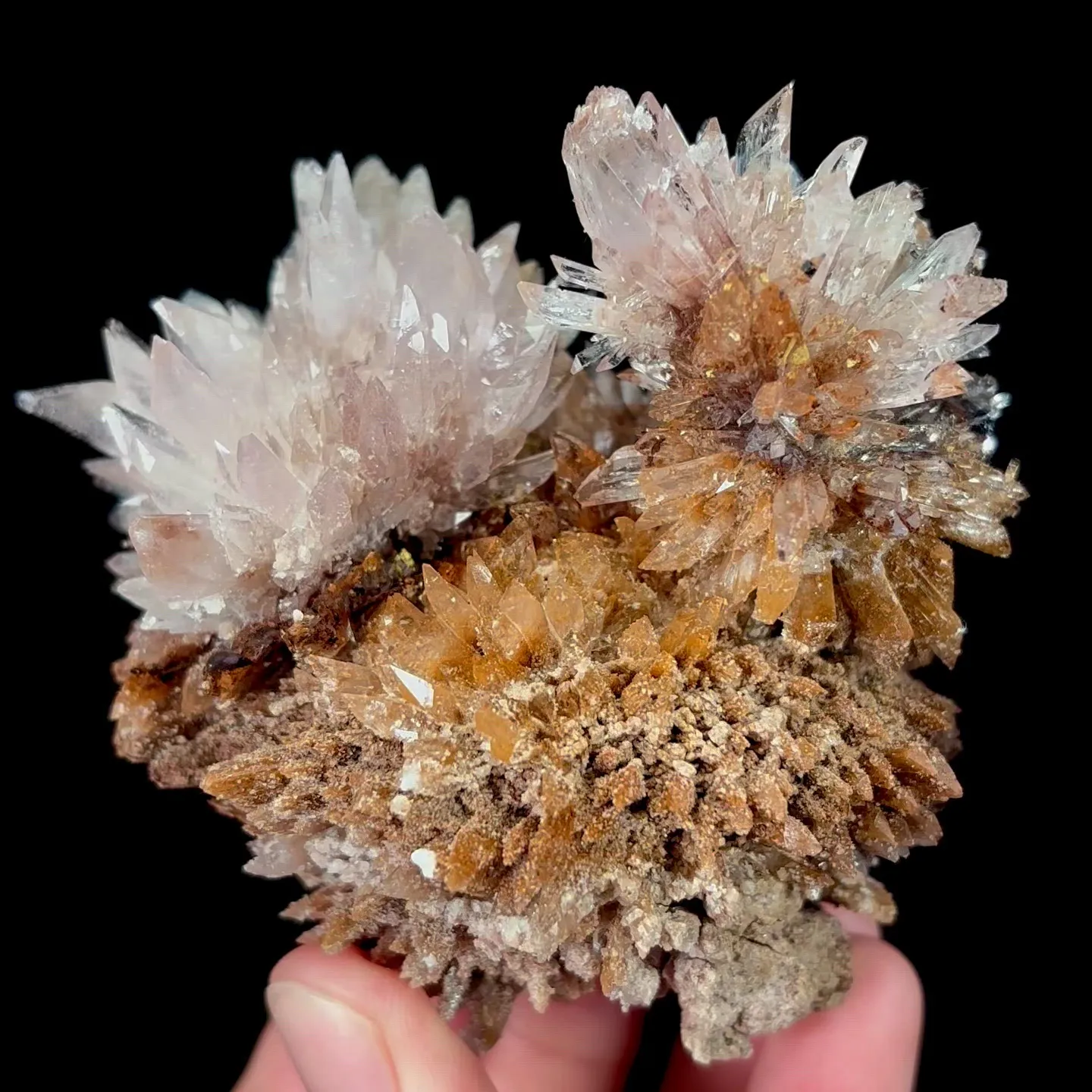 specimen video