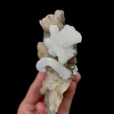 specimen video