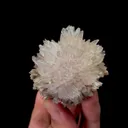 specimen video